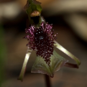 Chiloglottis sp. aff. reflexa at Bendalong, NSW - suppressed