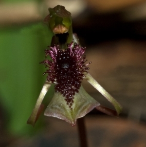Chiloglottis sp. aff. reflexa at Bendalong, NSW - suppressed