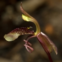 Chiloglottis sp. aff. reflexa at Bendalong, NSW - 14 Jun 2009