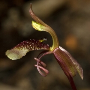 Chiloglottis sp. aff. reflexa at Bendalong, NSW - suppressed