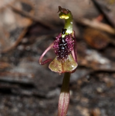 Chiloglottis sp. aff. reflexa (Autumn Wasp Orchid) at Termeil, NSW - 30 Jan 2015 by AlanS