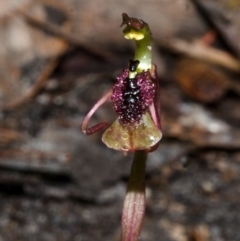Chiloglottis sp. aff. reflexa (Autumn Wasp Orchid) at Termeil State Forest - 30 Jan 2015 by AlanS