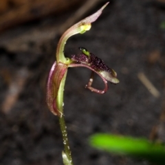 Chiloglottis sp. aff. reflexa at Termeil, NSW - suppressed