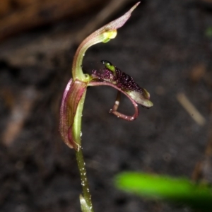 Chiloglottis sp. aff. reflexa at Termeil, NSW - suppressed