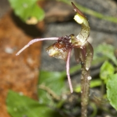 Chiloglottis seminuda (Turtle Orchid) at Twelve Mile Peg, NSW - 25 Feb 2007 by AlanS
