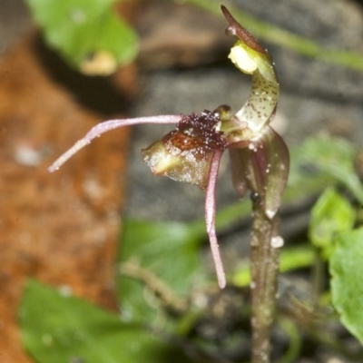 Chiloglottis seminuda (Turtle Orchid) at Twelve Mile Peg, NSW - 25 Feb 2007 by AlanS
