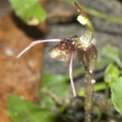 Chiloglottis seminuda at suppressed - 25 Feb 2007