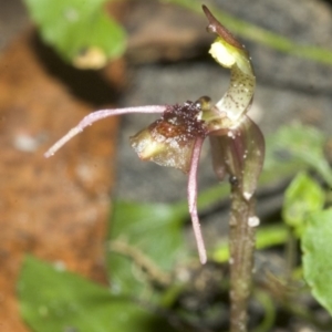 Chiloglottis seminuda at suppressed - 25 Feb 2007