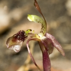 Chiloglottis sylvestris (Small Wasp Orchid) at Yerriyong, NSW - 30 Mar 2007 by AlanS