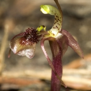 Chiloglottis sylvestris at Yerriyong, NSW - suppressed