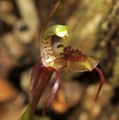 Chiloglottis sylvestris (Small Wasp Orchid) at Barrengarry, NSW - 26 Feb 2009 by AlanS