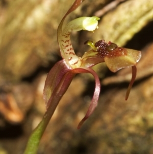 Chiloglottis sylvestris at Barrengarry, NSW - suppressed