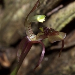 Chiloglottis sylvestris at Barrengarry, NSW - suppressed