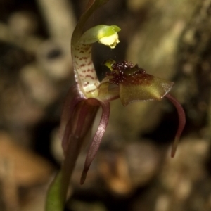 Chiloglottis sylvestris at Barrengarry, NSW - suppressed