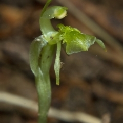 Chiloglottis sylvestris (Small Wasp orchid) at Wildes Meadow, NSW - 19 Feb 2011 by AlanS