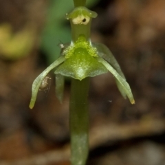 Chiloglottis sylvestris at Wildes Meadow, NSW - suppressed