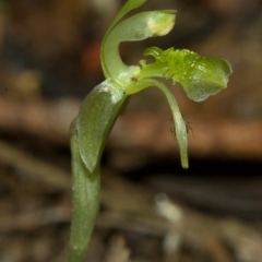 Chiloglottis sylvestris at Wildes Meadow, NSW - suppressed