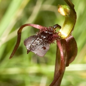 Chiloglottis sylvestris at Bendalong, NSW - 15 Feb 2008