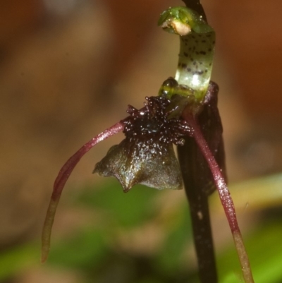 Chiloglottis sylvestris (Small Wasp Orchid) at Yerriyong, NSW - 24 Feb 2008 by AlanS