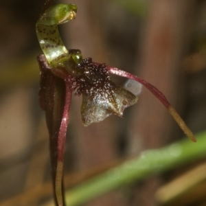 Chiloglottis sylvestris at Yerriyong, NSW - 25 Feb 2008