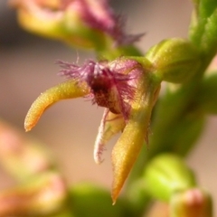 Corunastylis apostasioides (Freak Midge Orchid) at Yerriyong, NSW - 20 Mar 2009 by AlanS