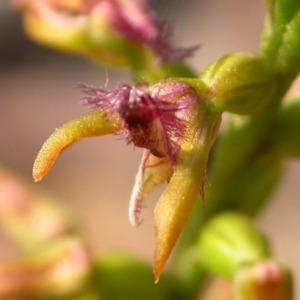 Corunastylis apostasioides at Yerriyong, NSW - 20 Mar 2009