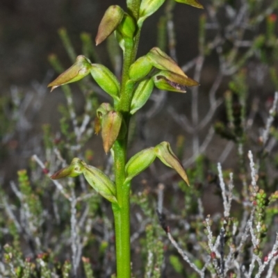 Corunastylis apostasioides (Freak Midge orchid) at Morton National Park - 16 Mar 2013 by AlanS