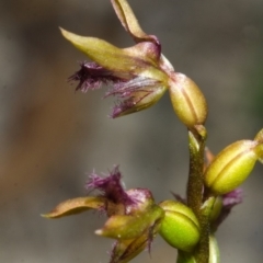 Corunastylis apostasioides (Freak Midge Orchid) at Yerriyong, NSW - 22 Mar 2013 by AlanS