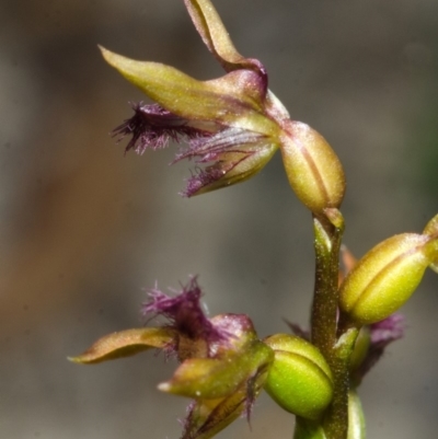 Corunastylis apostasioides (Freak Midge Orchid) at Yerriyong, NSW - 21 Mar 2013 by AlanS