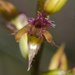 Corunastylis apostasioides at Yerriyong, NSW - suppressed