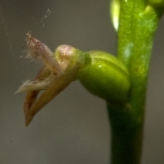 Corunastylis apostasioides (Freak Midge orchid) at Morton National Park - 25 Feb 2012 by AlanS