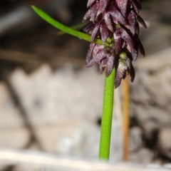 Corunastylis densa (Dense Midge Orchid) at North Nowra, NSW - 20 Mar 2013 by AlanS