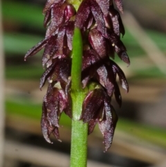 Corunastylis densa at Bomaderry Creek Regional Park - 20 Mar 2013