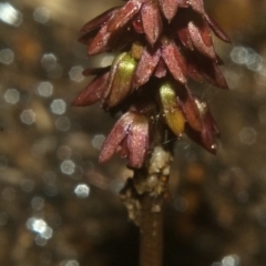 Corunastylis densa (Dense Midge Orchid) at West Nowra, NSW - 20 Mar 2011 by AlanS