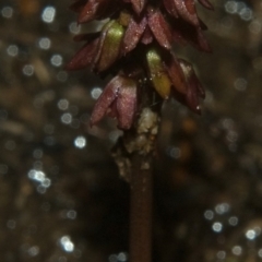 Corunastylis densa at West Nowra, NSW - suppressed