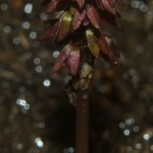 Corunastylis densa at West Nowra, NSW - suppressed