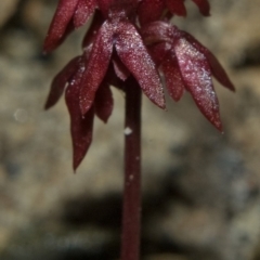 Corunastylis densa at Mondayong, NSW - suppressed