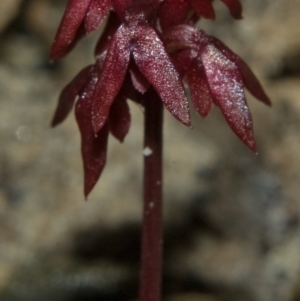 Corunastylis densa at Mondayong, NSW - suppressed