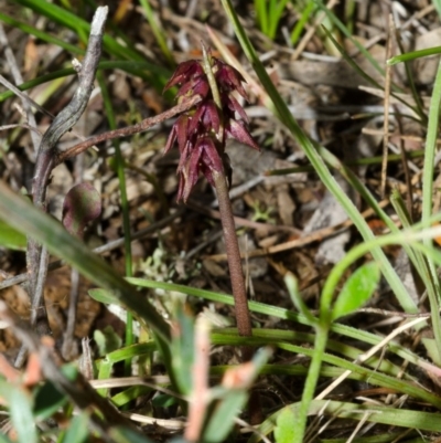 Corunastylis densa (Dense Midge Orchid) at Beaumont, NSW - 21 Jan 2015 by AlanS