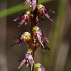 Corunastylis despectans (Sharp Midge Orchid) at Falls Creek, NSW - 8 Apr 2014 by AlanS
