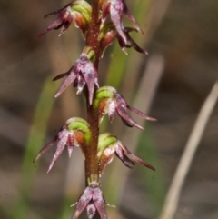 Corunastylis despectans at Falls Creek, NSW - suppressed