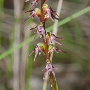 Corunastylis despectans at Falls Creek, NSW - suppressed