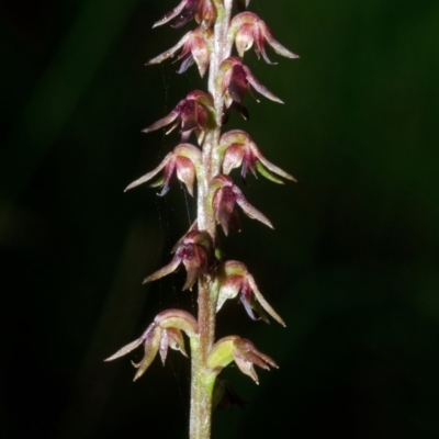 Corunastylis despectans (Sharp Midge Orchid) at Saint Georges Basin, NSW - 18 Mar 2012 by AlanS
