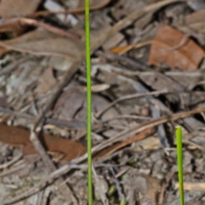 Corunastylis despectans (Sharp Midge Orchid) at Tomerong, NSW - 4 Mar 2015 by AlanS