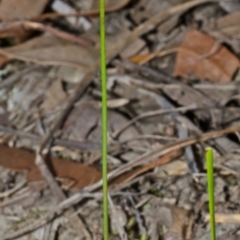 Corunastylis despectans (Sharp Midge Orchid) at Tomerong, NSW - 4 Mar 2015 by AlanS