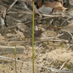 Corunastylis despectans (Sharp Midge Orchid) at Tomerong, NSW - 19 Mar 2010 by AlanS