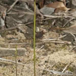 Corunastylis despectans at Tomerong, NSW - suppressed