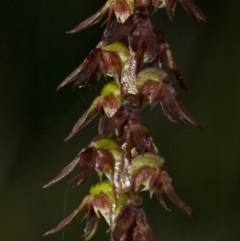 Corunastylis despectans at Tomerong, NSW - suppressed