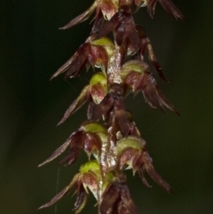 Corunastylis despectans at Tomerong, NSW - suppressed