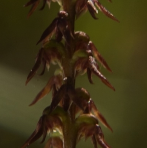 Corunastylis despectans at Tomerong, NSW - suppressed